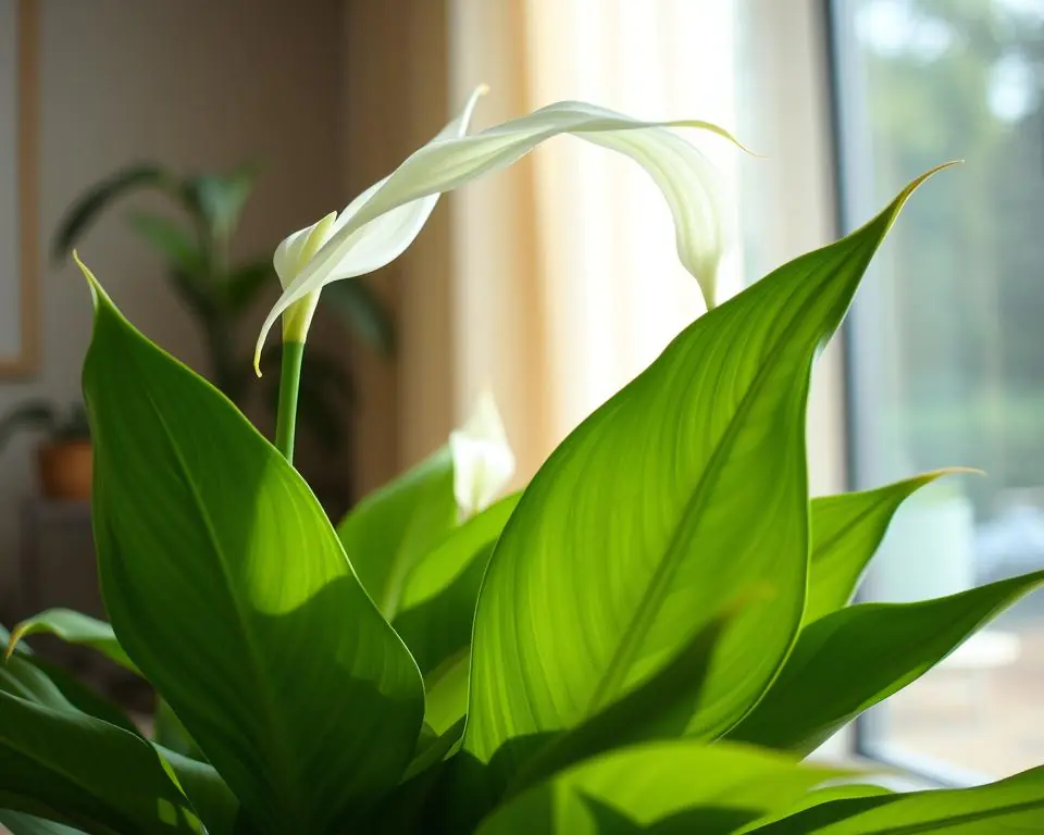 peace lily